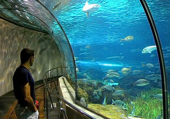 Mořské aquarium vodní tunel