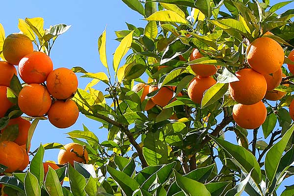 Zrající pomeranče na pomerančovníku v Costa del Azahar